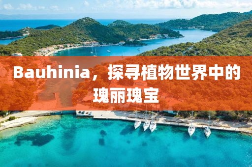 Bauhinia，探寻植物世界中的瑰丽瑰宝