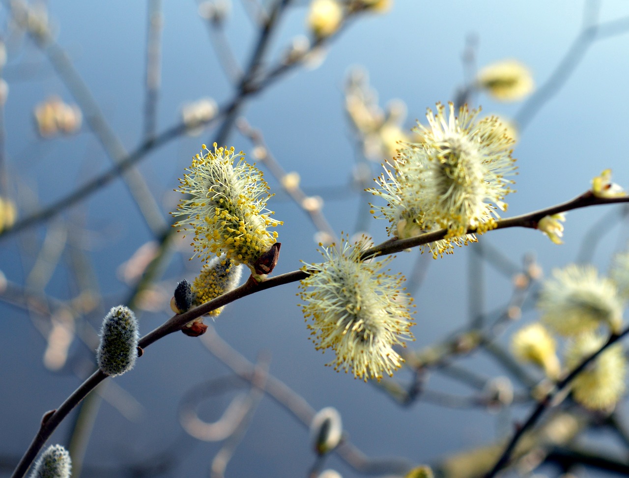 水仙花养殖指南，方法与注意事项详解