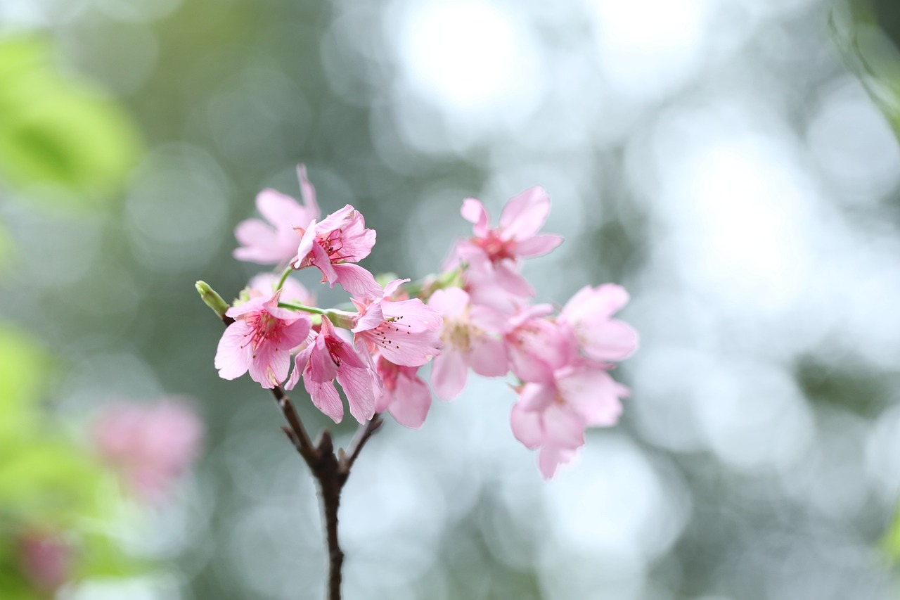 五月树，生命的繁茂与季节的颂歌赞歌