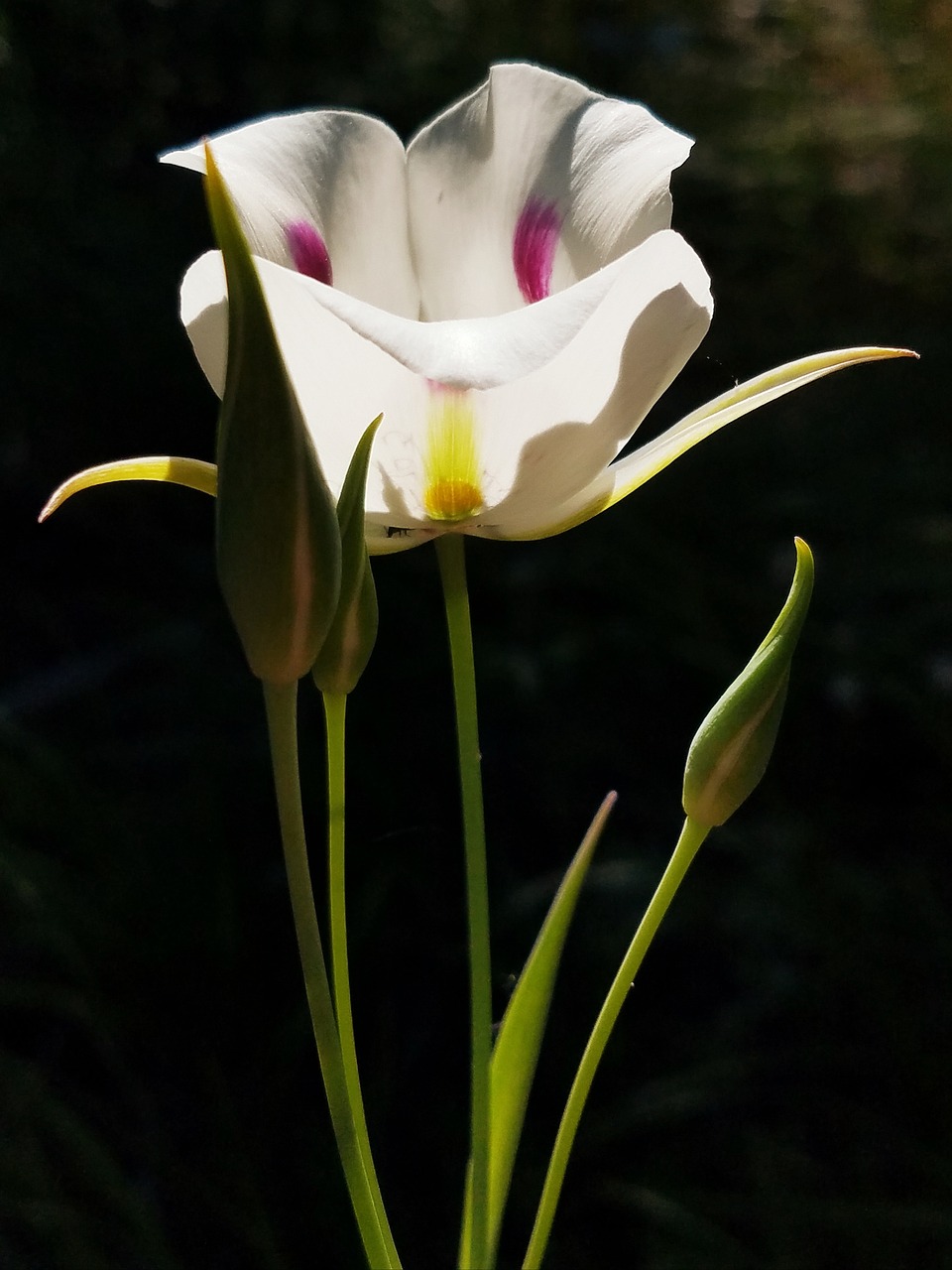 百合花独特魅力及其花语解析