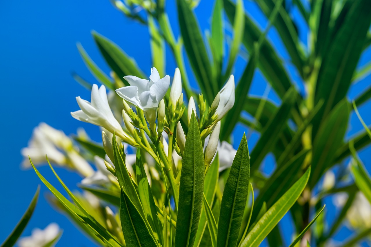 九里香的开花时间解析，何时绽放？