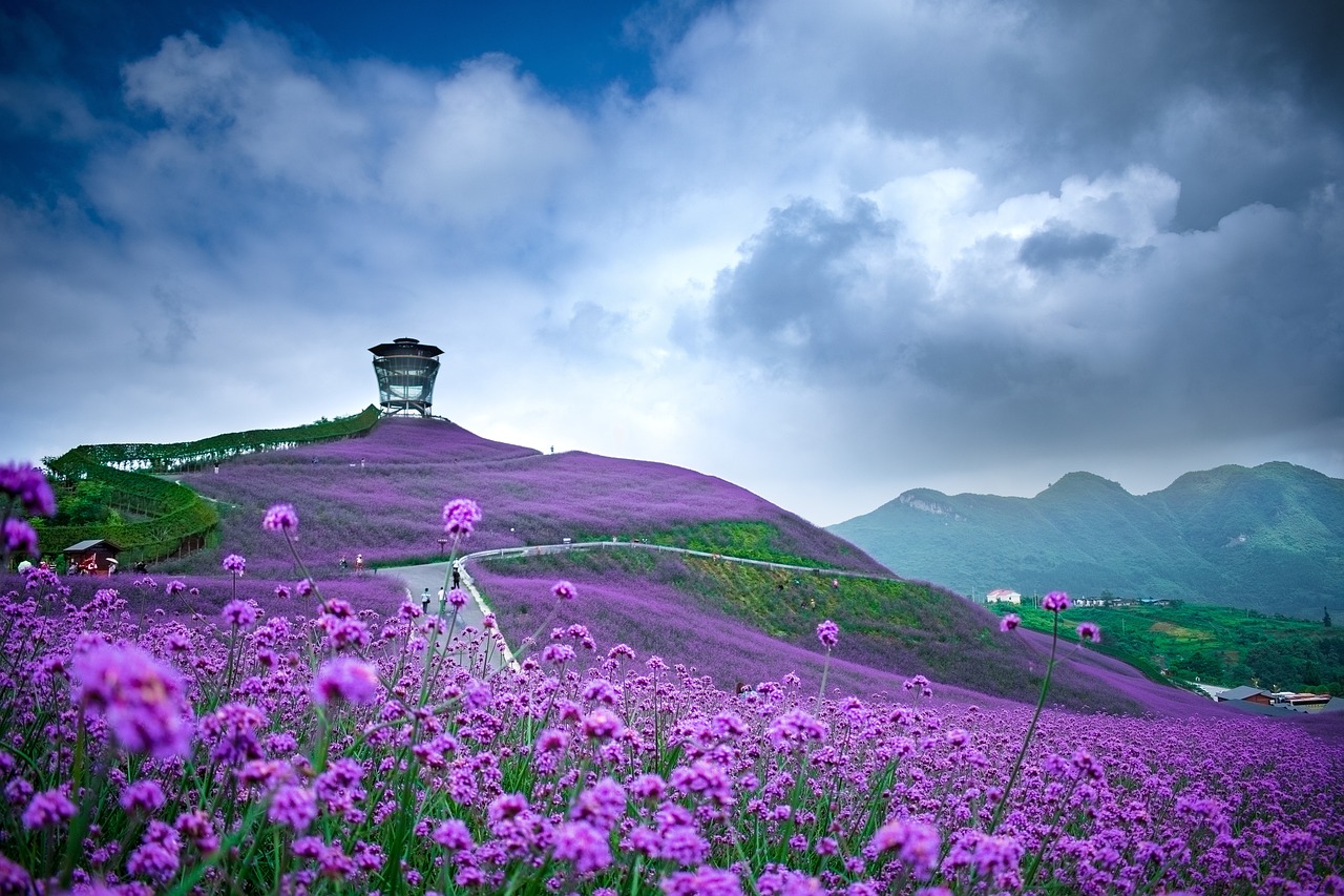 柳叶马鞭草，自然之美的神秘魅力与独特魅力展现