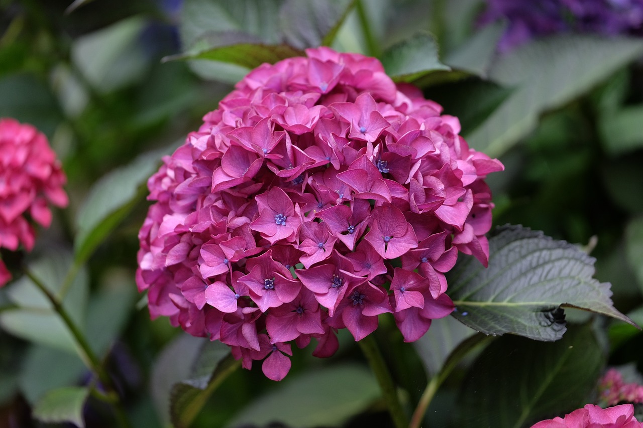 绣球花的美丽与希望之力，花语解析