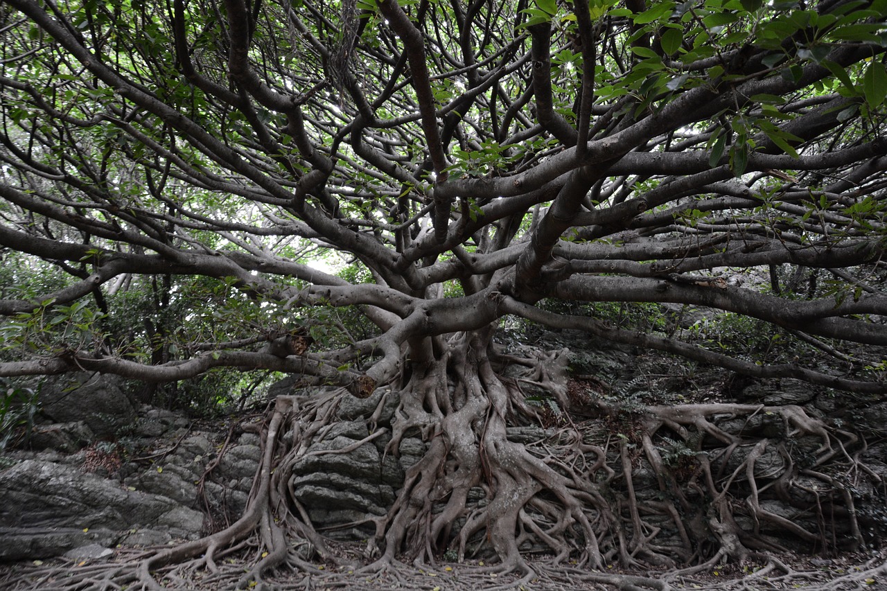 榕树盆景，自然美与艺术的和谐融合