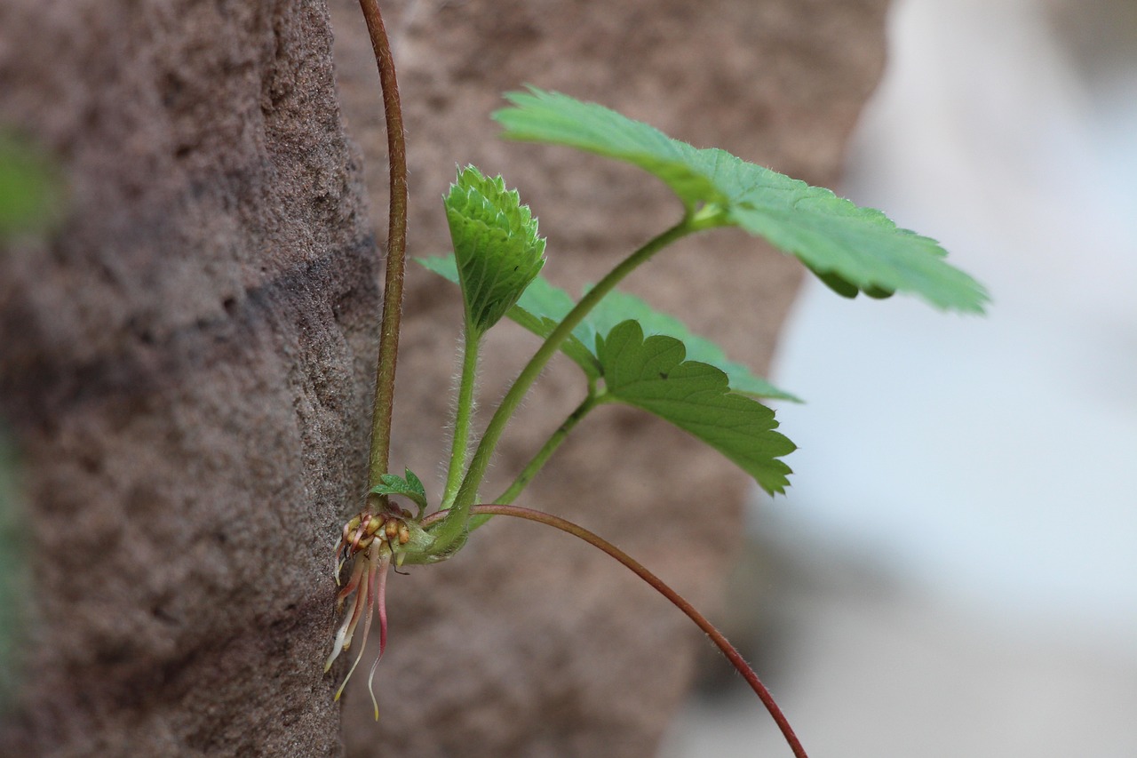 植物世界中的独特现象，匍匐茎探秘