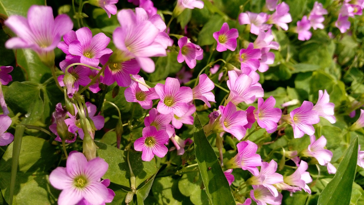 四叶草花语，幸运与希望的象征