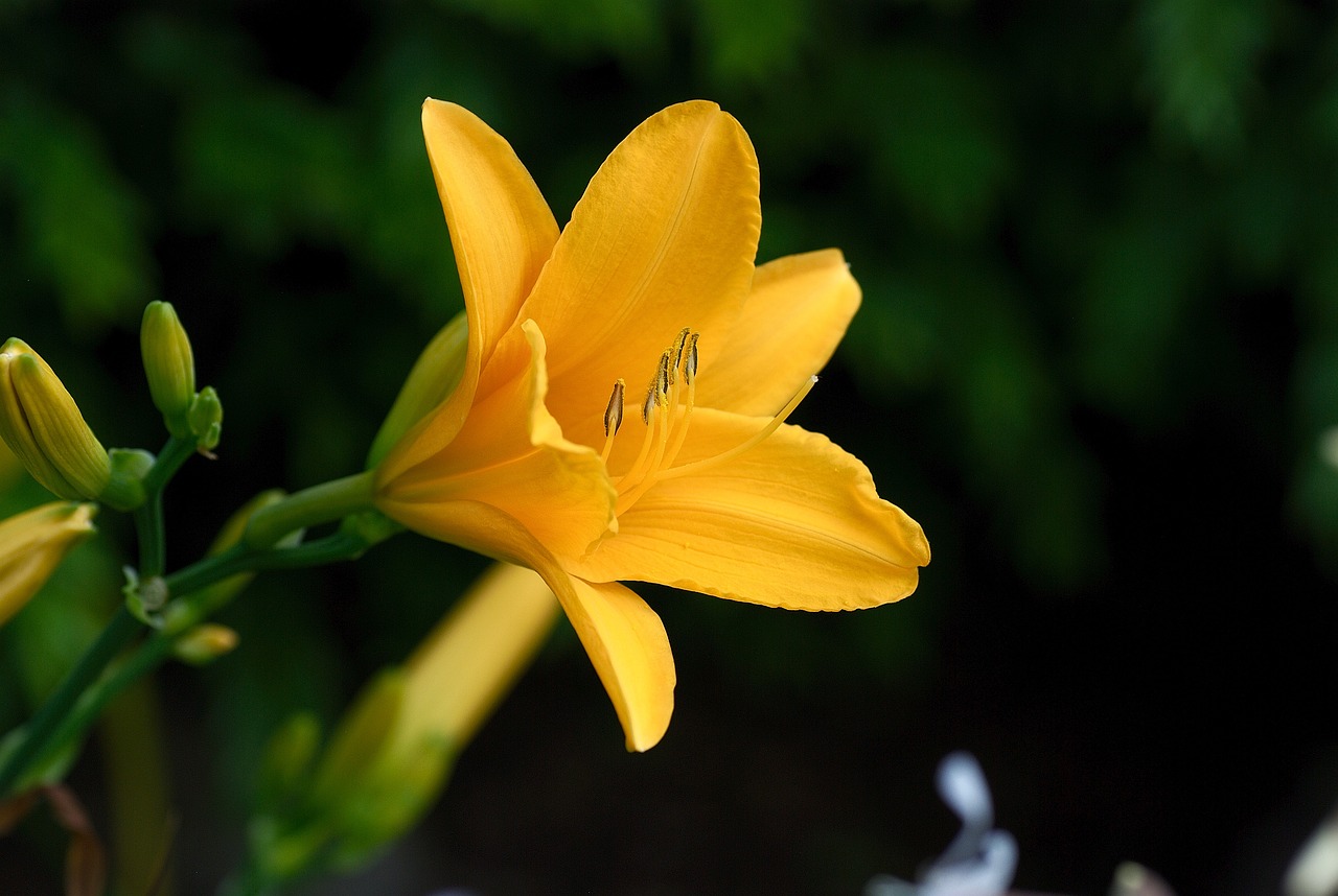 百合花园，美丽绽放与宁静港湾的诗意世界