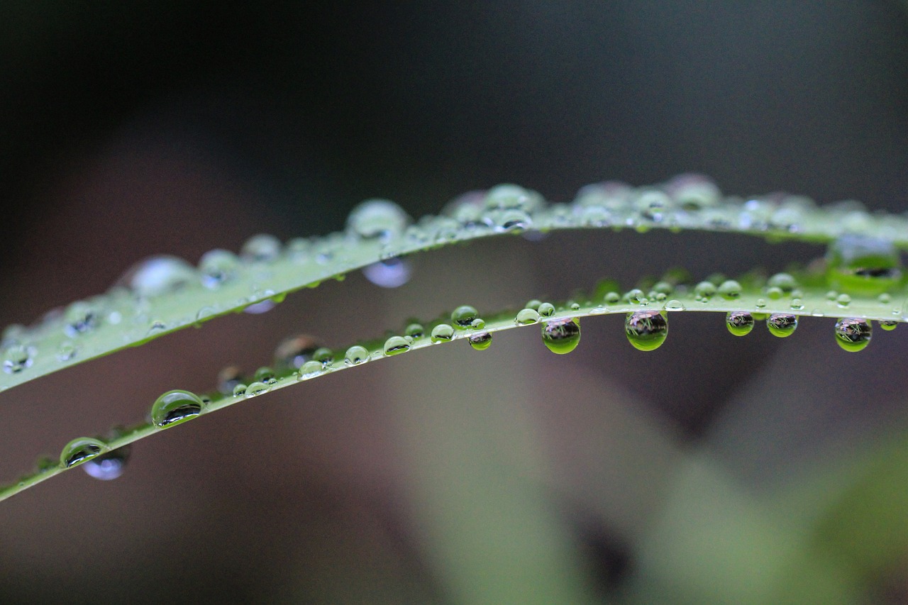 白露时节，秋意浓重，露凝成霜的时节